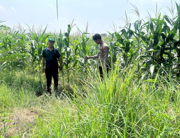 Bhabinkamtibmas Prambon Pantau Pertumbuhan Jagung Petani Binaan, Dukung Ketahanan Pangan Nasional